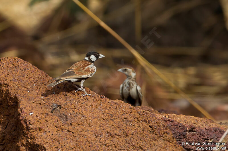 Chestnut-backed Sparrow-Lark