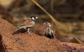 Chestnut-backed Sparrow-Lark