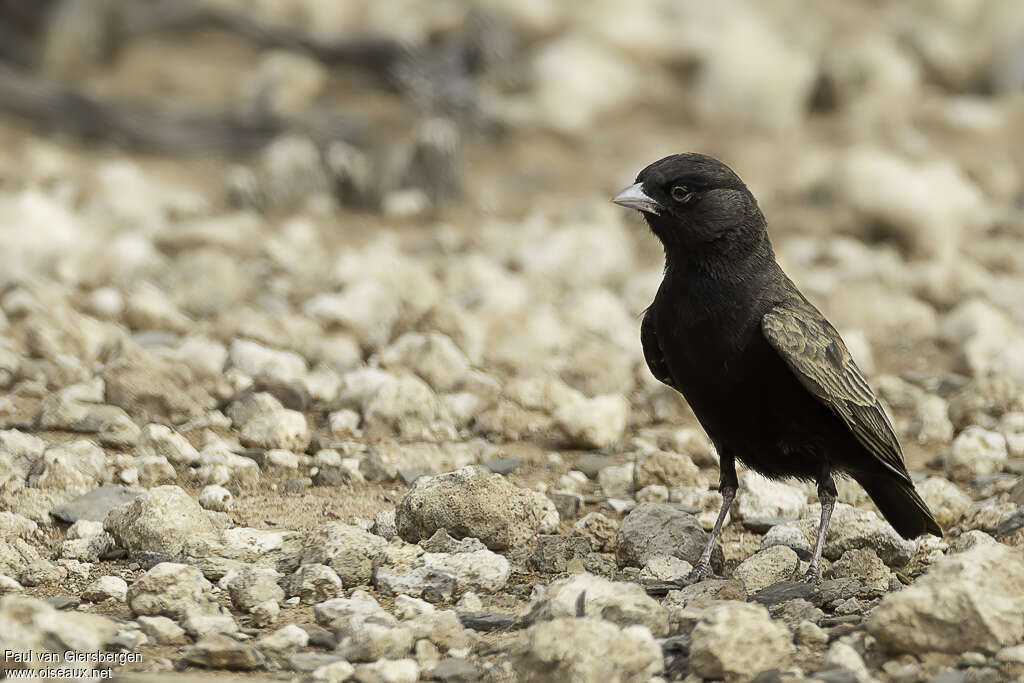 Black-eared Sparrow-Lark male adult