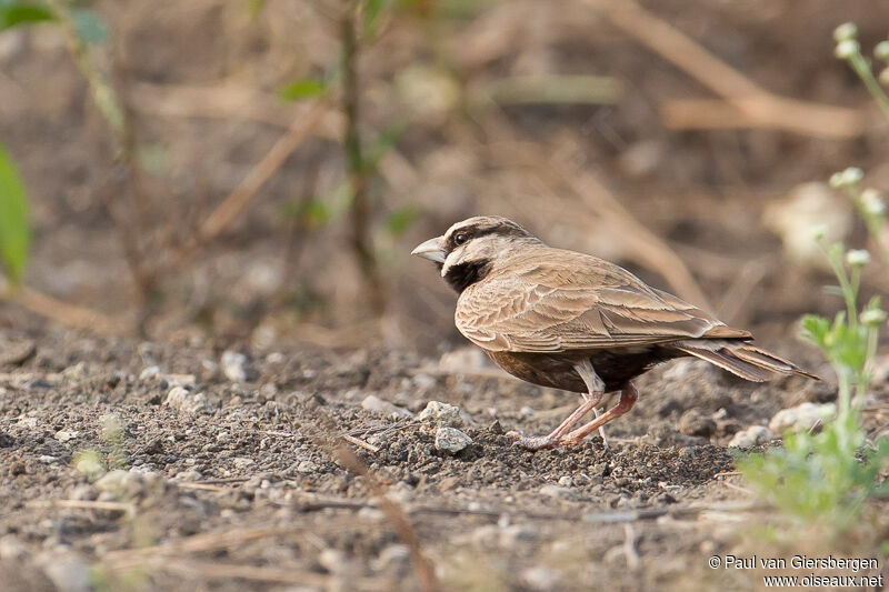 Ashy-crowned Sparrow-Lark