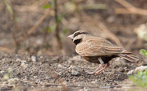 Ashy-crowned Sparrow-Lark