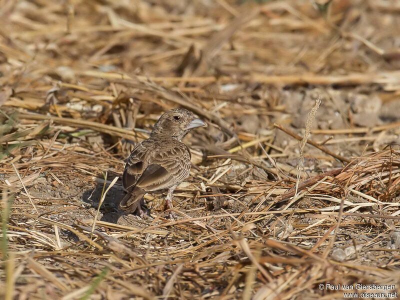 Ashy-crowned Sparrow-Lark