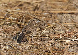 Ashy-crowned Sparrow-Lark