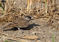 Ashy-crowned Sparrow-Lark