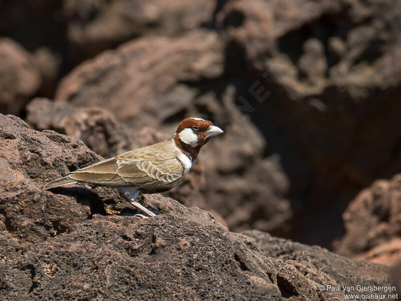 Chestnut-headed Sparrow-Lark