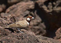 Chestnut-headed Sparrow-Lark