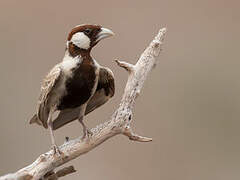 Chestnut-headed Sparrow-Lark