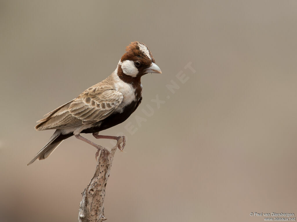 Chestnut-headed Sparrow-Lark male adult