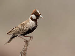 Chestnut-headed Sparrow-Lark