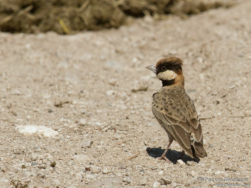 Fischer's Sparrow-Lark