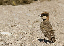 Fischer's Sparrow-Lark