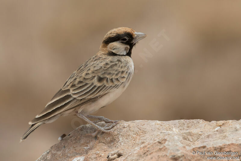 Fischer's Sparrow-Lark male adult