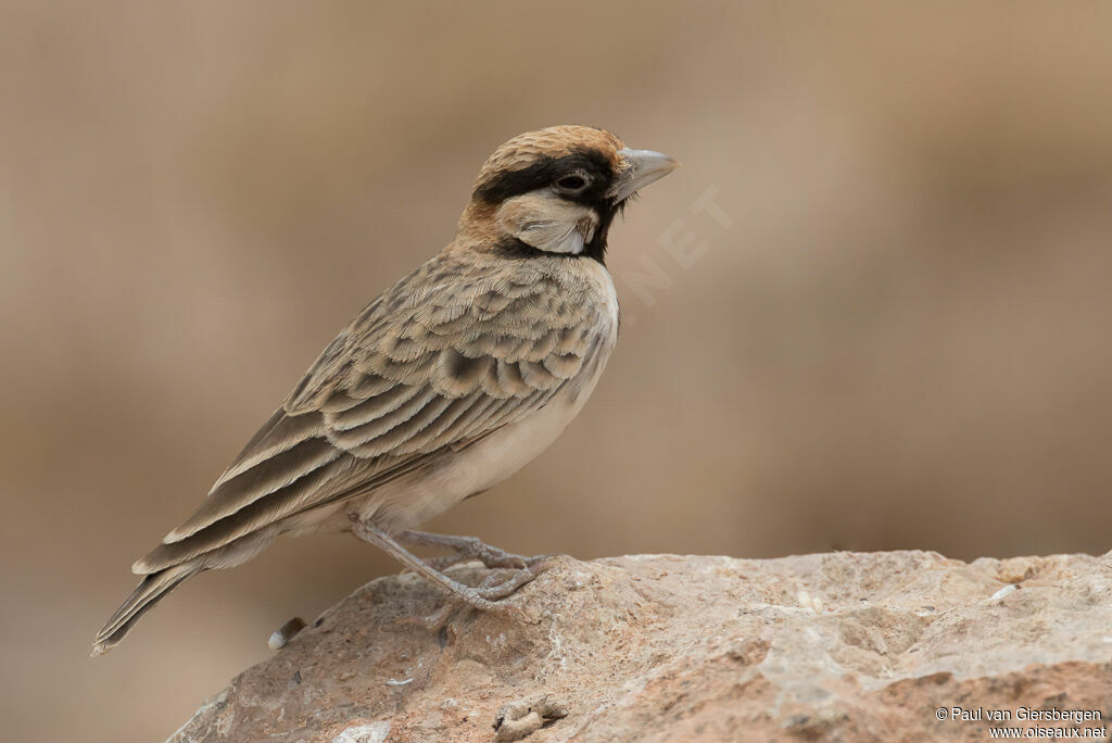 Fischer's Sparrow-Lark male adult