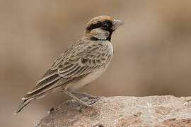 Fischer's Sparrow-Lark