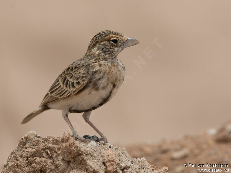 Fischer's Sparrow-Lark female adult