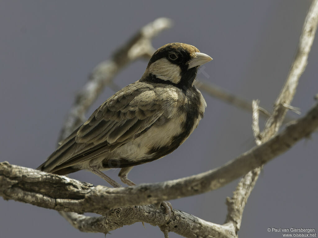 Fischer's Sparrow-Lark male adult