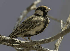 Fischer's Sparrow-Lark