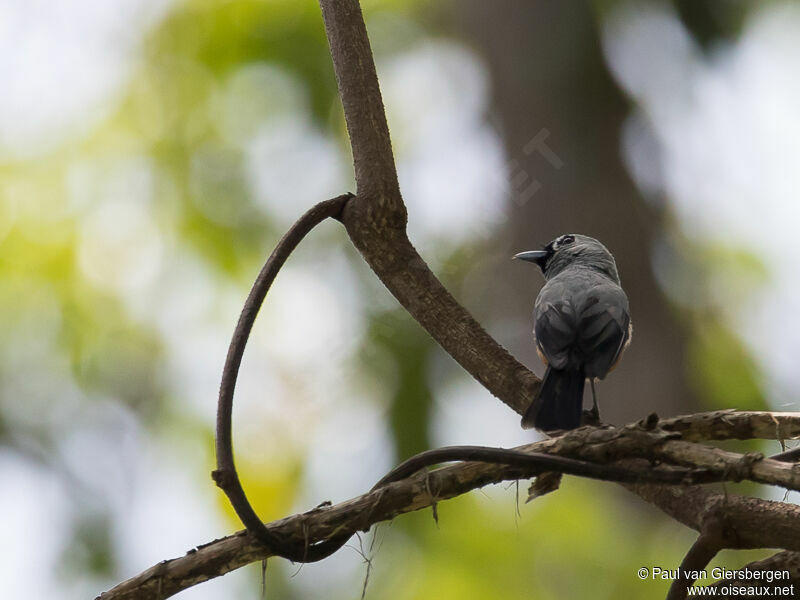 Black-winged Monarch