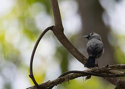 Black-winged Monarch