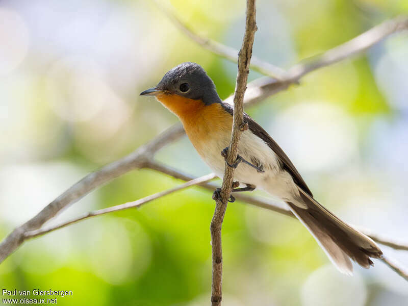 Broad-billed Flycatcher, identification