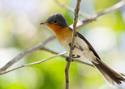 Broad-billed Flycatcher