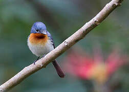 Broad-billed Flycatcher