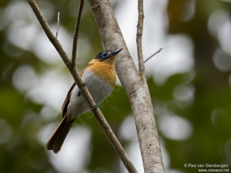 Frilled Monarch