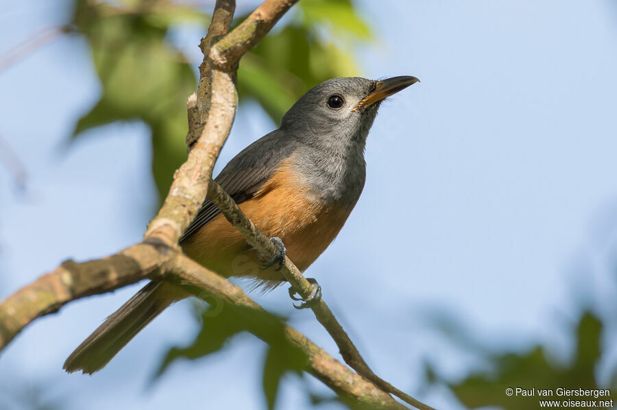 Black-faced Monarchimmature