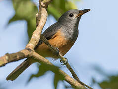 Black-faced Monarch