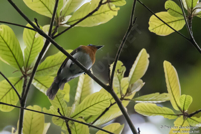 Ochre-collared Monarch