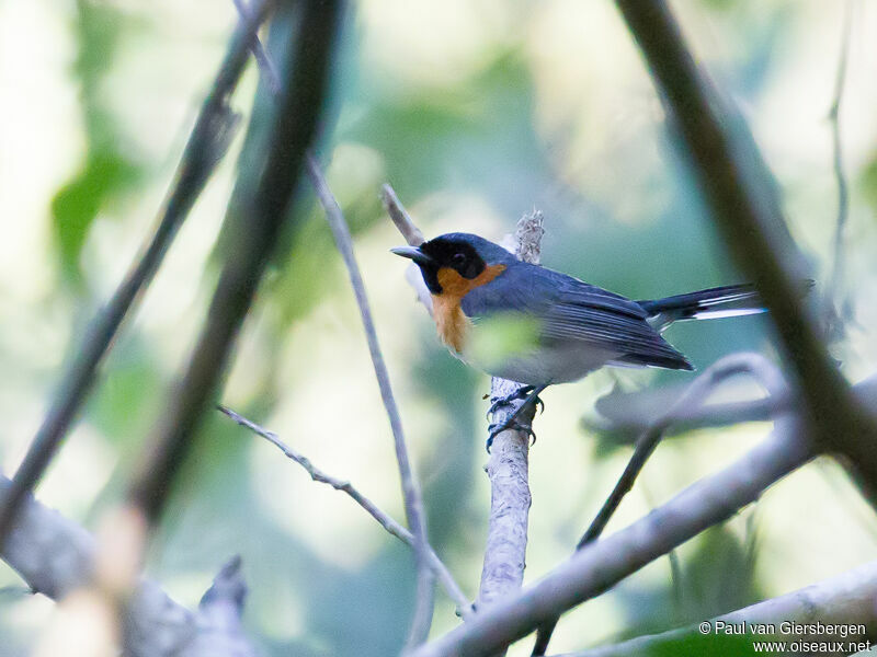 Spectacled Monarch