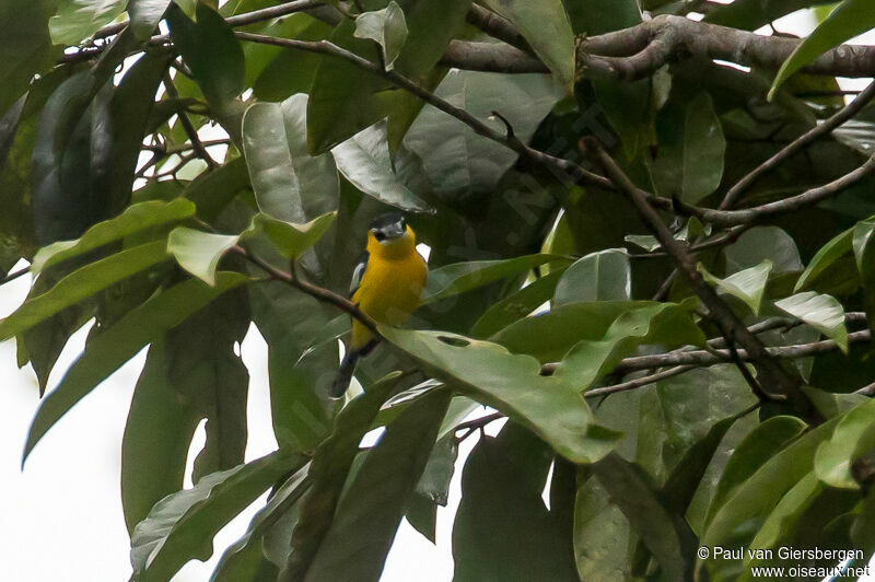 Yellow-breasted Boatbill