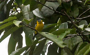 Yellow-breasted Boatbill