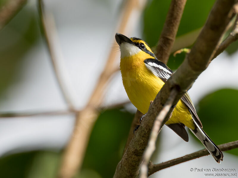 Yellow-breasted Boatbilladult
