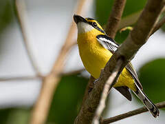 Yellow-breasted Boatbill