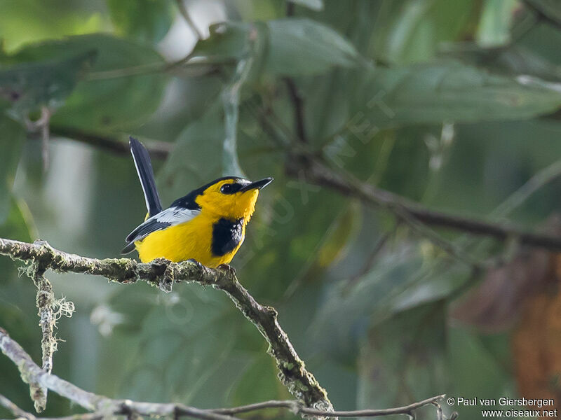 Black-breasted Boatbilladult