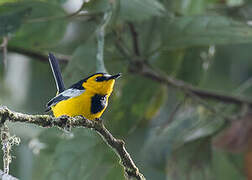 Black-breasted Boatbill