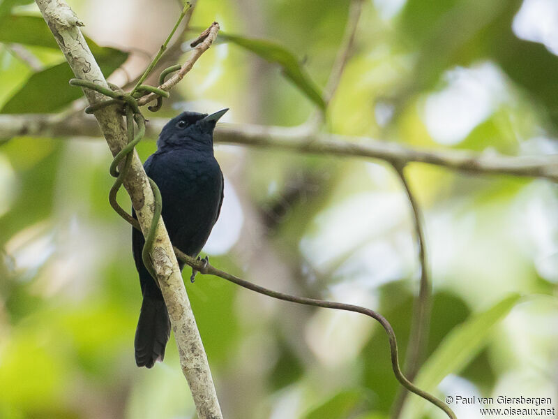 Biak Black Flycatcher