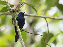 Biak Black Flycatcher