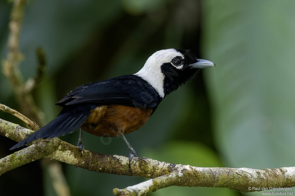 White-capped Monarchadult