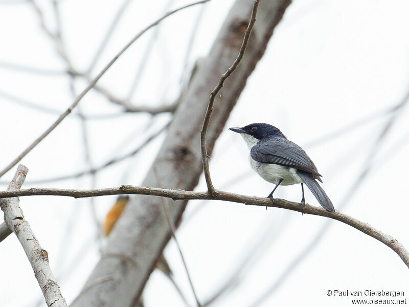 Moluccan Flycatcher