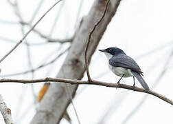 Moluccan Flycatcher