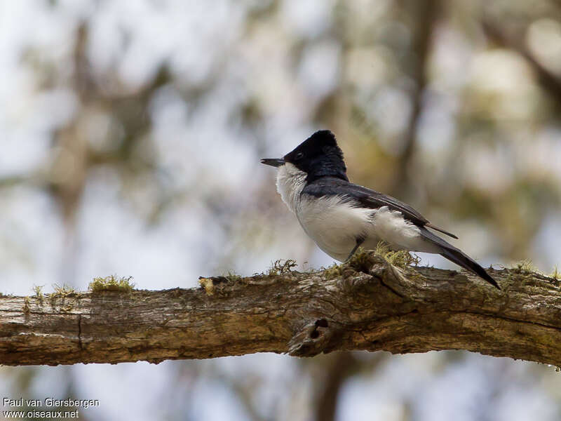 Restless Flycatcher male adult, Behaviour