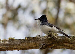 Restless Flycatcher