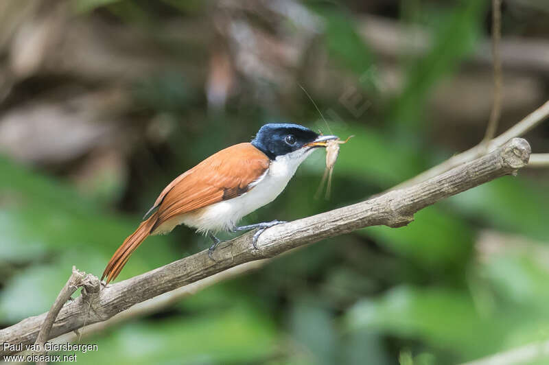 Shining Flycatcher female adult, feeding habits