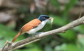 Shining Flycatcher