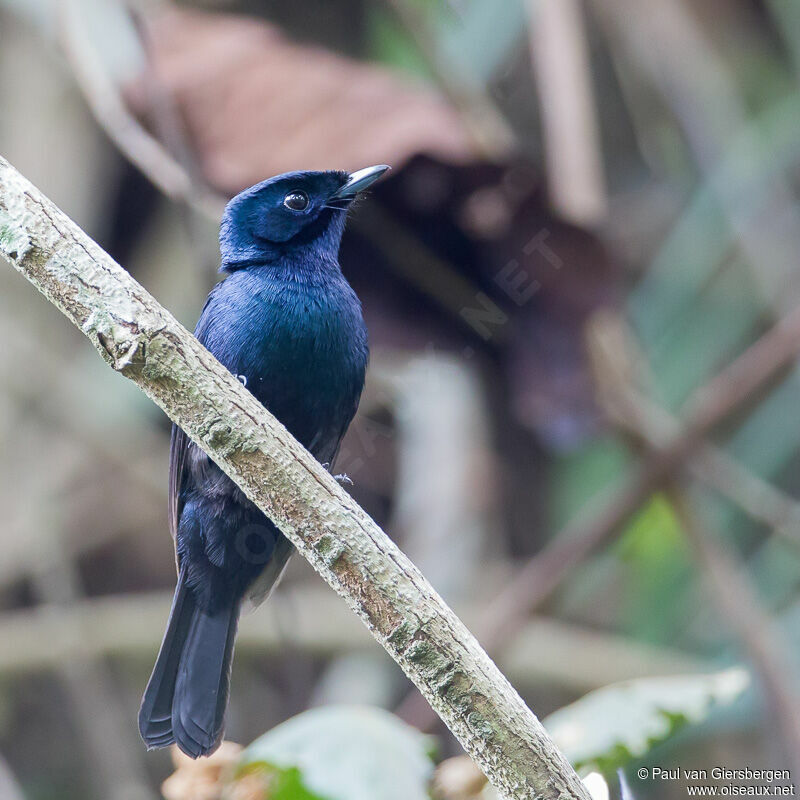 Shining Flycatcher