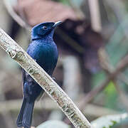 Shining Flycatcher