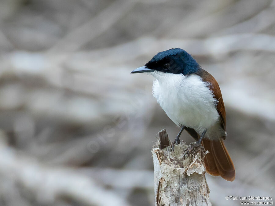 Shining Flycatcher female adult