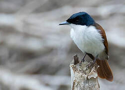 Shining Flycatcher